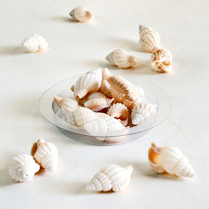 Premium Sea Shells for Artistic Creations - Elevate Your Craft Projects- Shells 2