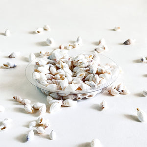 Premium Sea Shells for Artistic Creations - Elevate Your Craft Projects- Shells 3