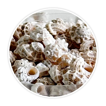 Premium Sea Shells for Artistic Creations - Elevate Your Craft Projects- Shells 1