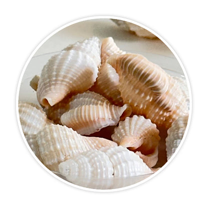 Premium Sea Shells for Artistic Creations - Elevate Your Craft Projects- Shells 2