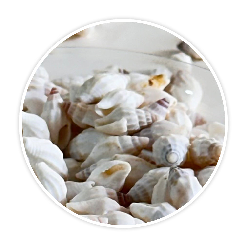 Premium Sea Shells for Artistic Creations - Elevate Your Craft Projects- Shells 3