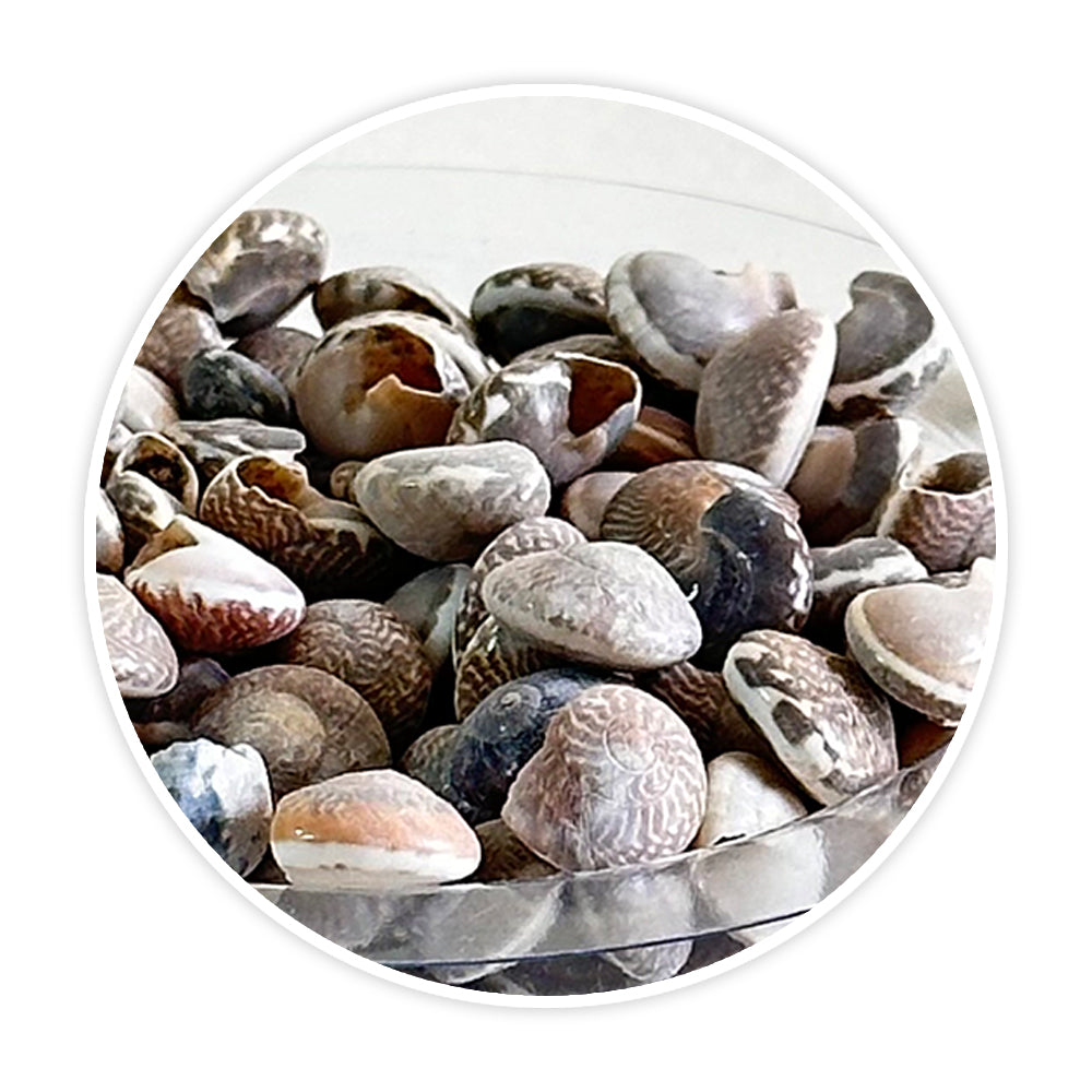 Premium Sea Shells for Artistic Creations - Elevate Your Craft Projects- Shells 4