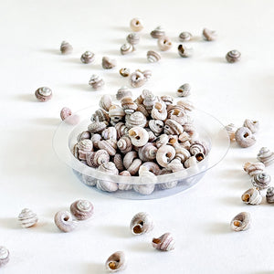Premium Sea Shells for Artistic Creations - Elevate Your Craft Projects- Shells 5