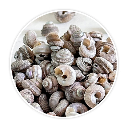 Premium Sea Shells for Artistic Creations - Elevate Your Craft Projects- Shells 5