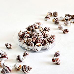 Premium Sea Shells for Artistic Creations - Elevate Your Craft Projects- Shells 6