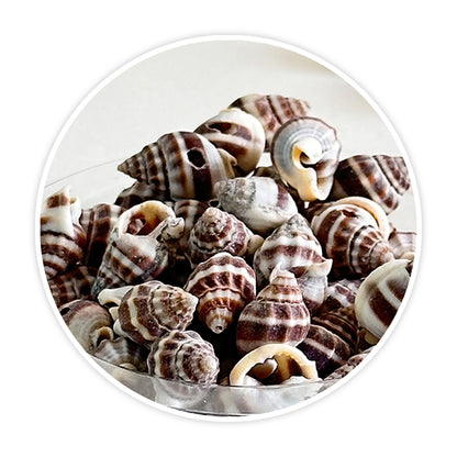 Premium Sea Shells for Artistic Creations - Elevate Your Craft Projects- Shells 6