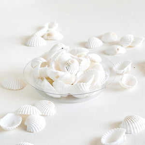 Premium Sea Shells for Artistic Creations - Elevate Your Craft Projects- Shells 8