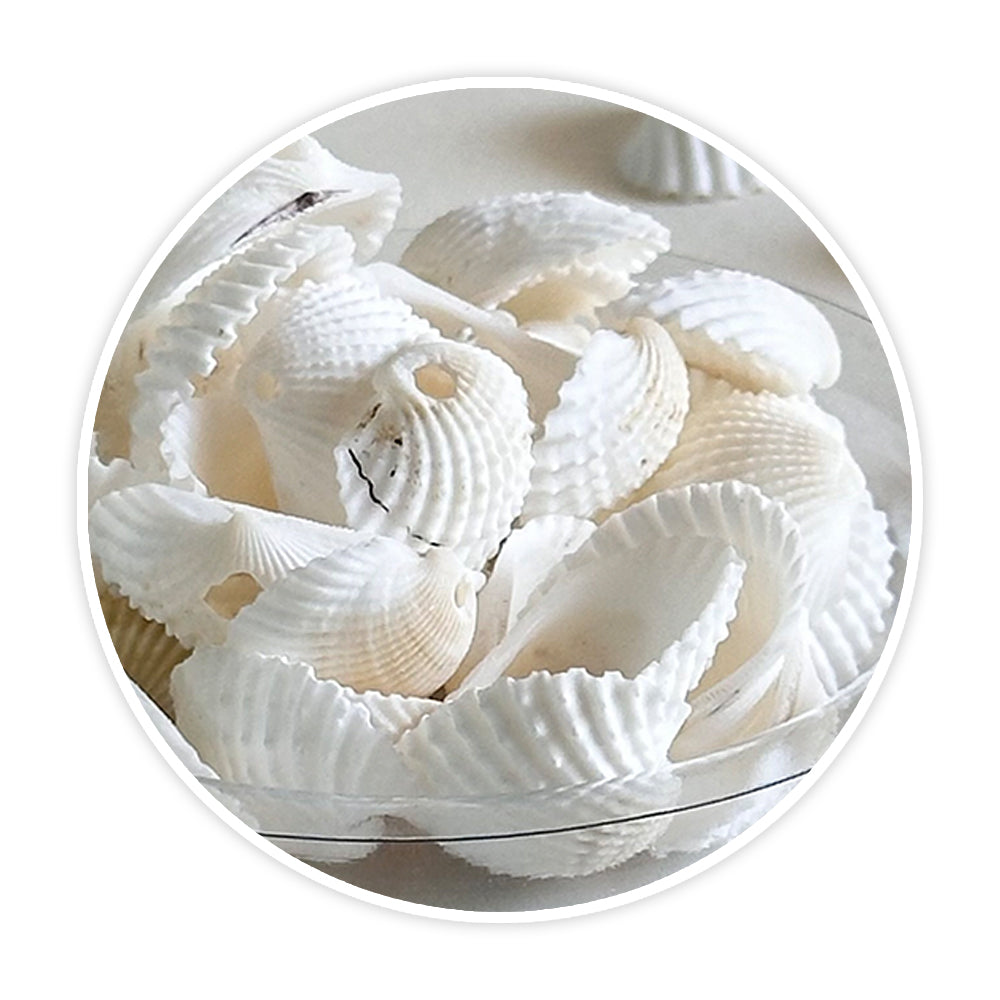 Premium Sea Shells for Artistic Creations - Elevate Your Craft Projects- Shells 8