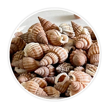 Premium Sea Shells for Artistic Creations - Elevate Your Craft Projects- Shells 9